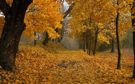 Nature Trees Autumn Leaves Paths Fallen Leaves Wallpaper 2560x1600