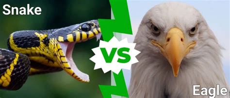 Eagle Vs Snake Who Would Win In A Fight Imp World