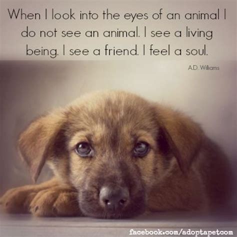 Phoenix dog training dog obedience trainers have decades of experience, they are not new inexperience trainers like large facilities employ. 27 Inspirational Dog Quotes about Life and Love | PlayBarkRun