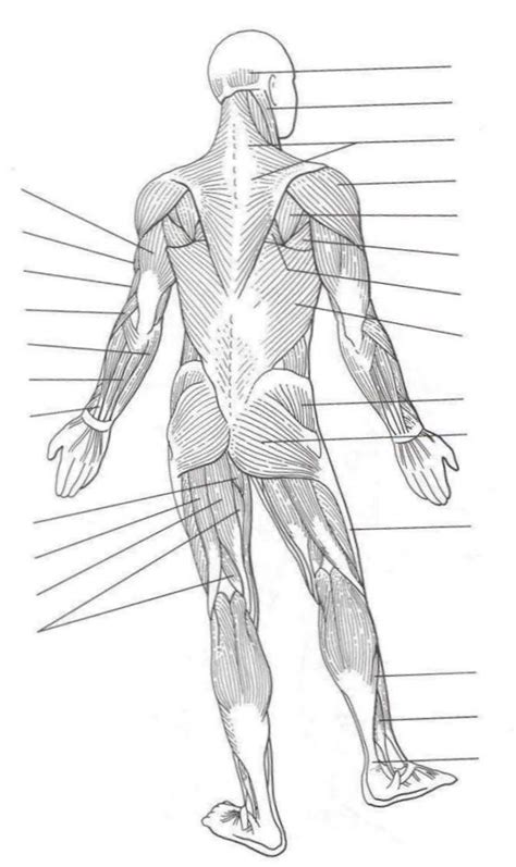 Labelled Diagram Of Muscles In The Body The 25 Best Human Muscular