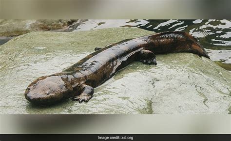 Newly Discovered Giant Salamander Species Is Worlds Biggest Amphibian