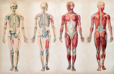 Muscles Of The Human Body Diagram Worksheet Aflam Neeeak