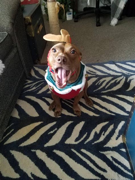 Grinch's little helperhttps://imgur.com/wZduDy5 | Puppies, Aww, Grinch