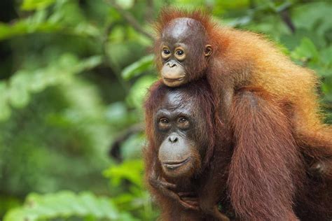 Why Bornean Orangutans Are Endangered And What We Can Do