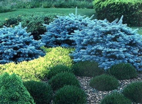 Small Evergreen Shrubs For Landscaping Common Name Dwarf