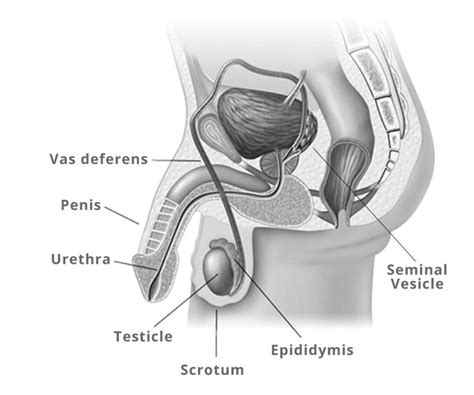 Male Genital Anatomy