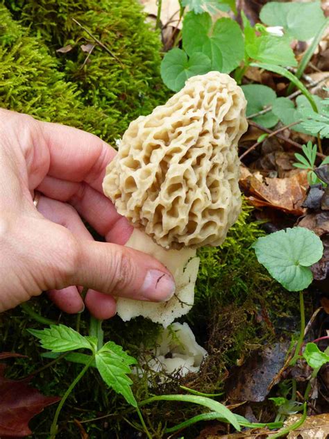 How To Grow Morel Mushrooms