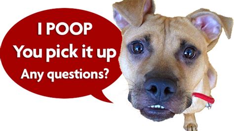How Do Dogs Pick Where Poop