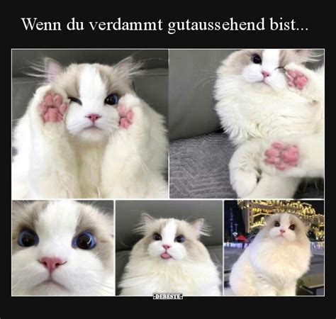 Wenn Du Verdammt Gutaussehend Bist Debeste De