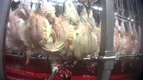 Tyson Animal Abuse Chicken Nuggets Kfc Walmart Target Mcdonalds Usda Fda Joke Wings Gmo