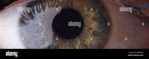 Human Eye With Cornea And Pupil Closeup Stock Photo Alamy