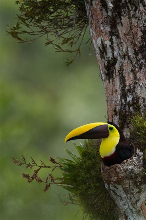 Chestnut Mandible Toucan On Nest In Hole Of Rainforest Tree Photo By