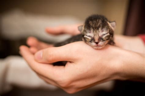 Raising Newborn Kittens