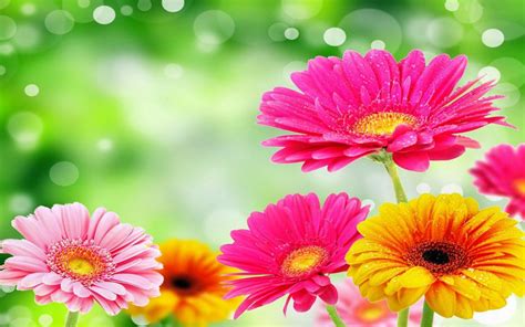 Gerbera Daisies Wallpapers 51 Background Pictures
