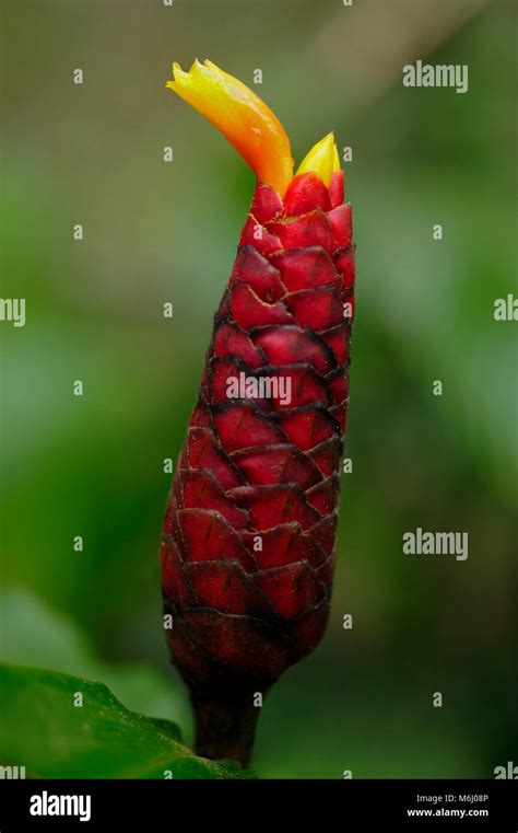 Ornamental Ginger Hi Res Stock Photography And Images Alamy