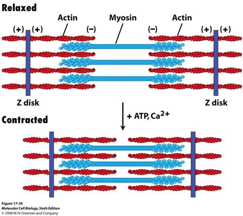 Isotonic Muscle Contraction Explained