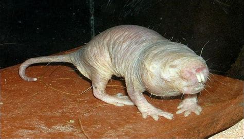 Naked Mole Rats Behave Like Plants To Survive Low Oxygen Environment