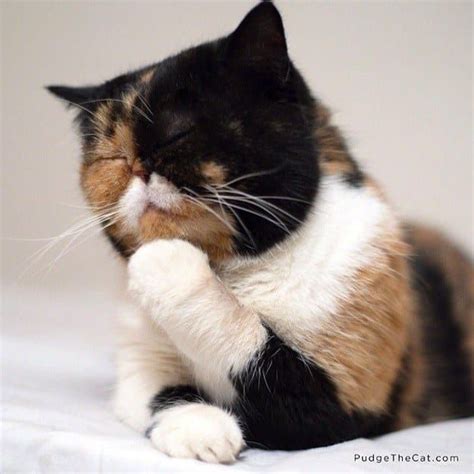 21 Reasons Why Calico Cats Are The Best Cats Internet Cats Cute