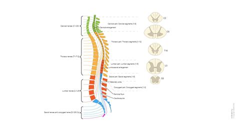 Spinal Cord And Spinal Nerves Labeled