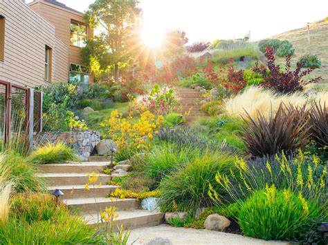 Best 10 Plants For Designing A Water Wise Landscape Site Title