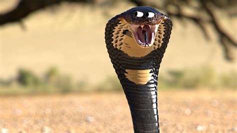 10 Interesting King Cobra Facts You Never Knew Beano