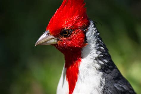 Red Crested Cardinal In Hawaii Near Kualoa Regional Park On Oahu
