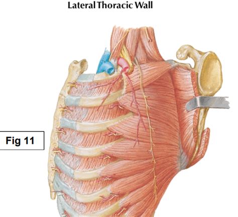 Msk Anatomy Lateral Thoracic Wall Deep View Diagram Quizlet