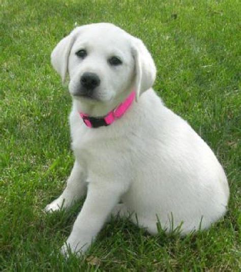 If you are unable to find your labrador retriever puppy in our puppy for sale or dog for sale sections, please consider looking thru thousands of labrador retriever dogs for adoption. Puppies for Free Adoption | Labrador retriever puppies for ...
