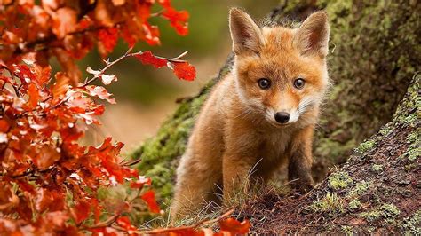 Animal In Autumn Wallpapers Wallpaper Cave