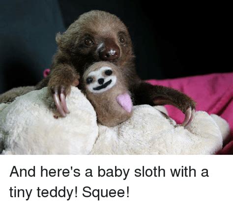 And Heres A Baby Sloth With A Tiny Teddy Squee Meme On Meme