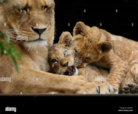 Rare Barbary Lion Cubs Aswad Centre And Buni Right Pictured With