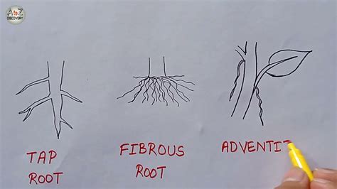 How To Draw Types Of Root Tap Root Fibrous Root Adventitious Root