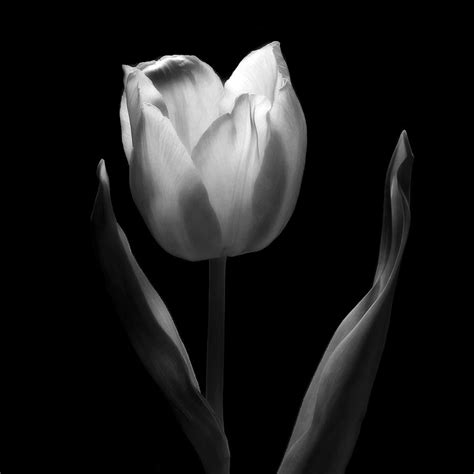Abstract Black And White Tulips Flowers Art Work Photography Photograph