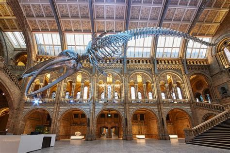 Blue Whale Takes Centre Stage At Natural History Museum Bbc News