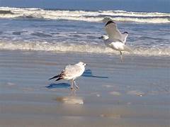 Avian Adventure Spot Hidden Bird Species In Daytona Beach S Birdwatching Paradise