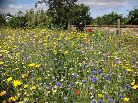Instant Sunshine Annualperennial 100 Seed Mix Wild Flower Meadow