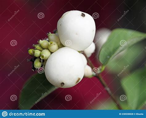 Closeup Of Snowberry Or Symphoricarpos Albus Stock Photo Image Of