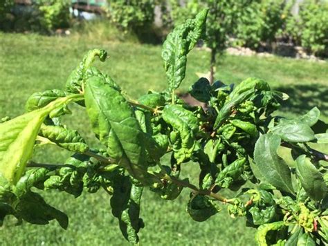 Apr 19, 2020 · oderings gardening guide protect your fruit trees from leaf curl how to treat leaf curl on your nectarine tree good life permaculture peach leaf curl symptoms treatment and control planet natural treat peach leaf curl now msu extension peach leaf curl treatment and how to fight it effectively. Plum tree leaves are curling up