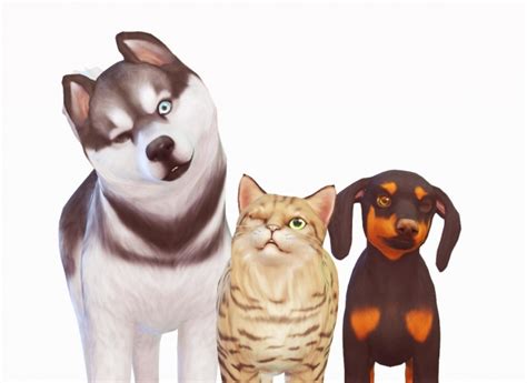 Pets Eye Modifications At Wyatts Sims Sims 4 Updates