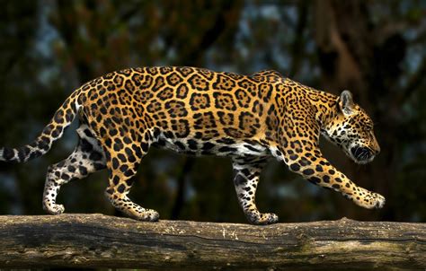 Wallpaper Predator Jaguar Log Wild Cat Images For Desktop Section