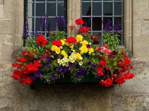 42 Best Flowers For Window Boxes 35 Window Box Flowers Window Box