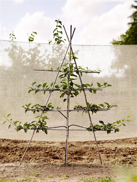 Espalier How To Espalier Fruit Trees Gardens Illustrated