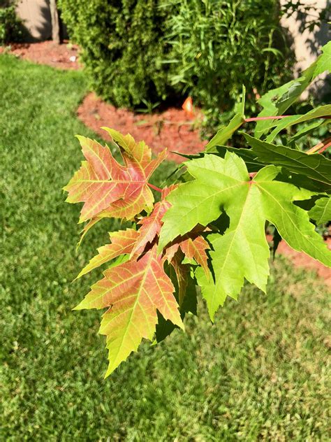 Maple Tree Leaves At The End Are Turning Brownred Sfwtrees