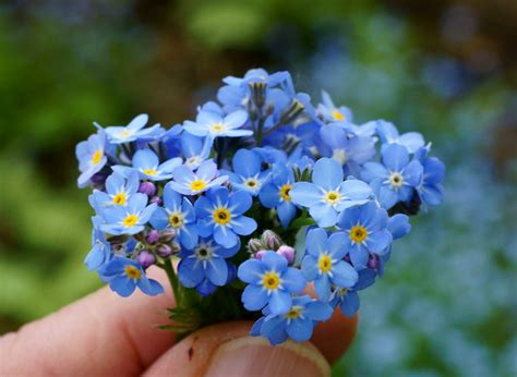 Tiny Blue Flowers Flickr Photo Sharing