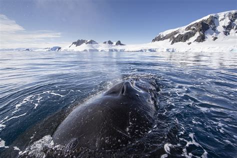 Antarcticas Southern Ocean — Blue Nature Alliance