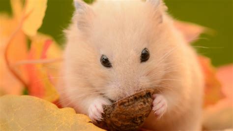 11 Adorable Facts About Hamsters Mental Floss