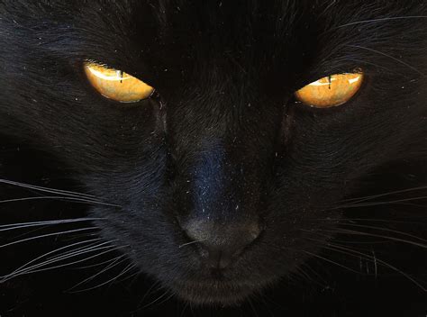 Myth Busting Black Cat Superstitions Tailster Blog