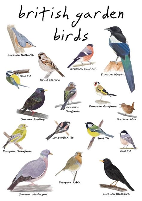 The British Garden Birds Are Shown In This Poster
