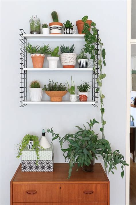 Este curioso cactus es una variedad del conocido cactus san pedro, se trata de la variedad crestada. Decorar con cactus y crasas (con imágenes) | Decoracion ...