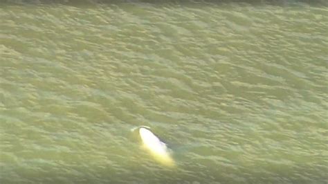 Beluga Whale Pops Up In Thames River